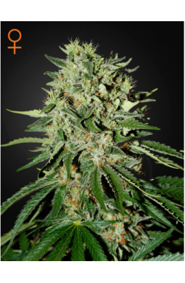 SEMILLA THE DOCTOR GREEN HOUSE SEEDS