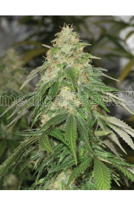 SEMILLA SOME SWEET MEDICAL SEEDS