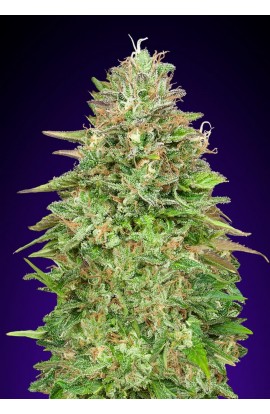 SEMILLA CRITICAL POISON FAST VERSION 00 SEEDS