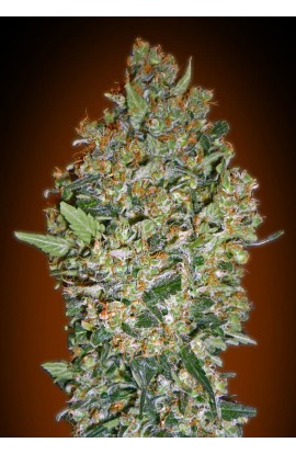 SEMILLA CHEESE BERRY 00 SEEDS