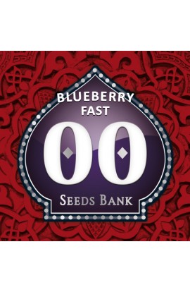 SEMILLA BLUEBERRY FAST- 00 SEEDS