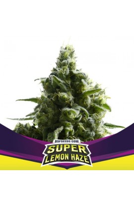 SLH – Super Lemon Haze
